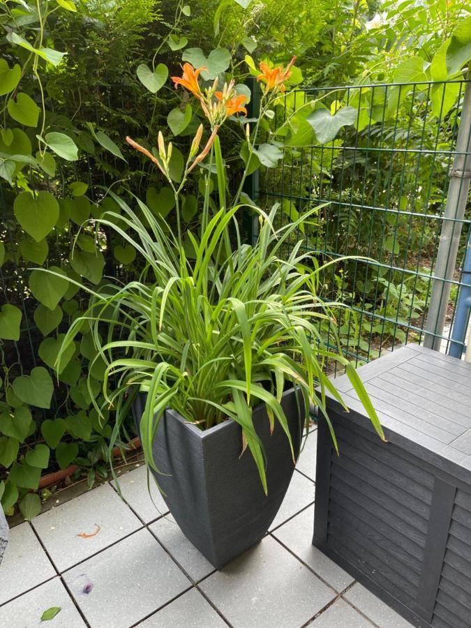 Sonnige Im Zentrum Mit Terrasse U Tiefgarage - Netflix & Prime Appartement *